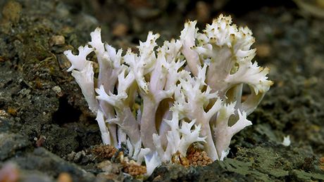 Ku�áte�ka h�ebenitá