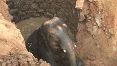Záchrana slona ze studně