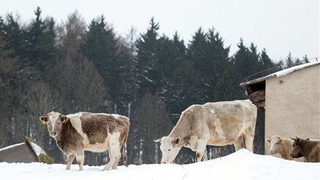 Oputné krávy v Dolní Lomnici