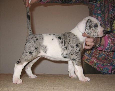 tn louisianskho leopardho psa (Louisiana Catahoula)