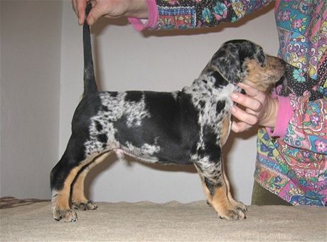 tn louisianskho leopardho psa (Louisiana Catahoula)