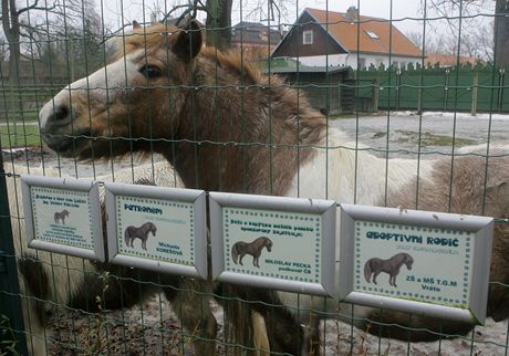 Výbh poník v zoo Ohrada.