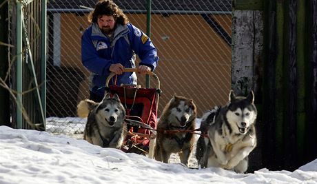 Musher Milan indel a ps speen sibiskch husky.