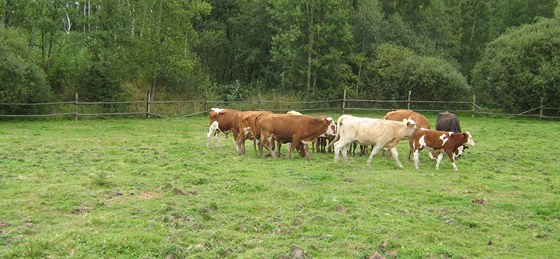 Stádo zabavených krav, které bude drait celní úad v Karlových Varech.
