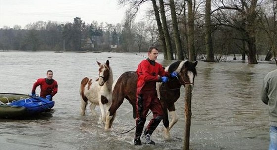 Záchrana koní ze zatopené louky v Blen na Královéhradecku (16.1. 2011)