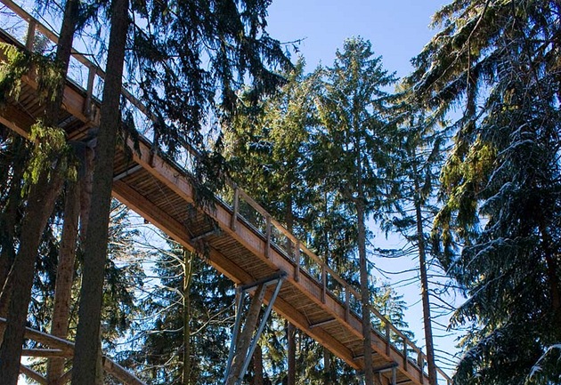 Bavorský les. Stezka v korunách stromů vede mnoho metrů nad lesní cestou. V mnoha místech ji podpírají důkladné sloupy.