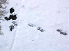 Stopy bobr v lokalit u Devíti mlýn v Národním parku Podyjí.