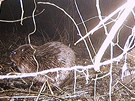 V lokalit Devíti mlýnu v Národním parku Podyjí se poprvé podailo vyfotografovat bobra evropského.
