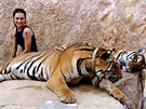 Thajsko, tygí kláter Pha Luang Ta Bua. Pohladit si tygra je pro mnohé turisty silný záitek