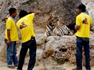 Thajsko, tygí kláter Pha Luang Ta Bua. Dobrovolní pomocníci vodí turisty k tygrm a také je fotí.