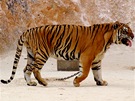 Thajsko, tygí kláter Pha Luang Ta Bua. V thajské dungli tygr ubývá, v klátee je tomu pesn naopak.
