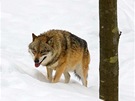 Bavorský les. Areál zvíecích výbh nedaleko obce Ludwigsthal nabízí ideální podmínky pro pozorování vlk.