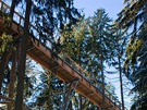 Bavorský les. Stezka v korunách strom vede mnoho metr nad lesní cestou. V mnoha místech ji podpírají dkladné sloupy.