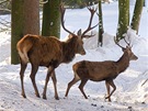 Bavorský les. Ve zvíecím areálu u Neuschönau mete v jedné z prchozích obor pozorovat stádo jelen evropských.