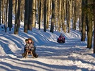 Bavorský les. Zimní cestu z Waldhäuseru na Luzný si zvlá oblíbili sákai. 