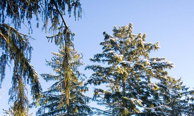 Jedno z informačních stanovišť na unikátní stezce v korunách stromů Bavorského lesa.