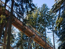 Bavorský les. Stezka v korunách stromů vede mnoho metrů nad lesní cestou. V mnoha místech je podepřena velmi důkladnými sloupy.