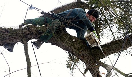 Kcen a proezvn strom v Podzmeck zahrad v Kromi.