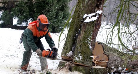 Kácení a proezávání strom v Podzámecké zahrad v Kromíi.