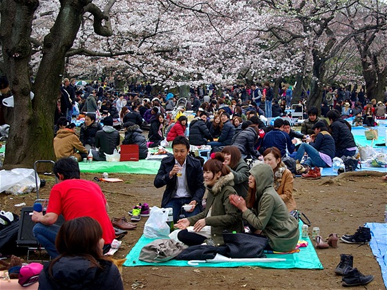 Oslavy svátku Hanami v tokijském parku Yoyogi