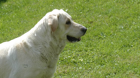 Labrador (ilustraní snímek)