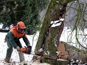Kácení a pro�ezávání strom� v Podzámecké zahrad� v Krom��í�i.