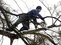 Kcen a proezvn strom v Podzmeck zahrad v Kromi.