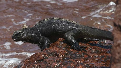Galapágy pedstavují jedinený ekosystém