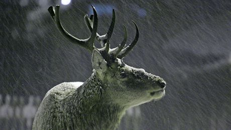 Obyvatelé obce Sto�ec na Prachaticku mají ka�dý ve�er p�ímo p�ed domy úchvatné divadlo. Ke krmelci na okraji obce chodí na ve�e�i majestátní jeleni.