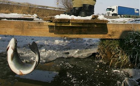 Vclav Kmoch z Jarome chyt ryby pod ledem na rybnku v Holohlavech.