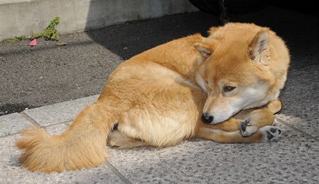 Japonské plemeno hokkaido-kena bylo minulý víkend k vidní na výstav v Brn