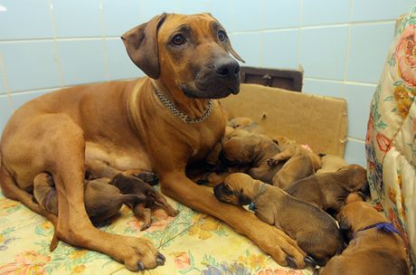 Fence rhodéského ridgebacka Sandy se v Malicích u Tábora narodilo trnáct tat.