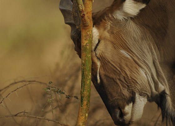 Antilopa Derbyho