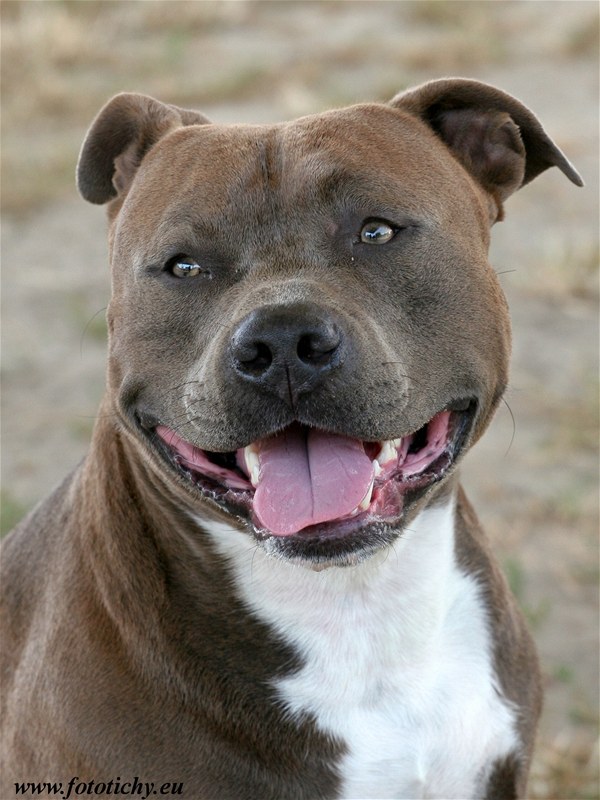 Americký staffordírský teriér