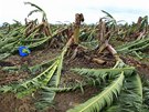 Banánová plantá po ádjí cyklónu v Austrálii.