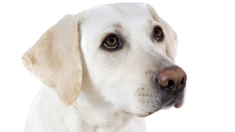 Vytrénovaný labrador dokáe podle vdc diagnostikovat rakovinu stev tém stejn spolehliv jako kolonoskopiské vyetení