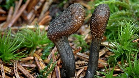 Housenice cizopasná