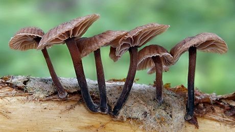 �pi�ka páchnoucí