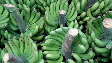 Zelené banány po sklizni ekají na transport
