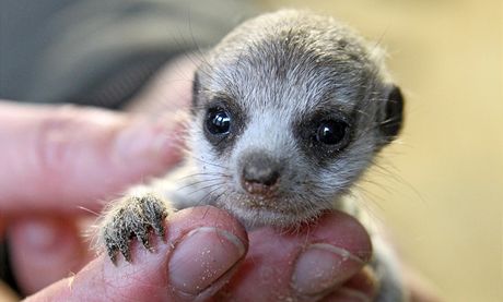 Mlád surikaty z jihlavské zoo.