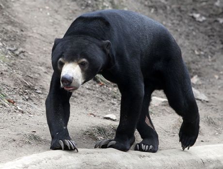 Medvdi v jihlavsk zoo nesp, na zimu nejsou zvykl.