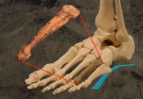 Srovnání ped pti lety objevené nártové kosti australopitéka s lidskou. Podle...