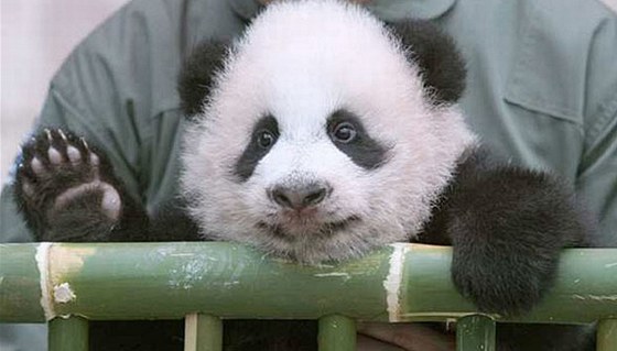 Malá pandí samika Lin-pching 