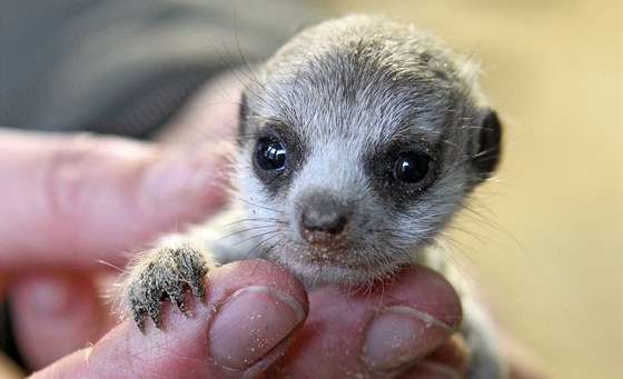 Malé surikaty se v jihlavské zoo narodily i začátkem loňského roku.