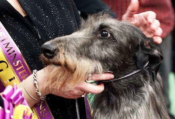 erstvý dritel titulu America's top dog, ptiletý skotský deerhound Hickory 
