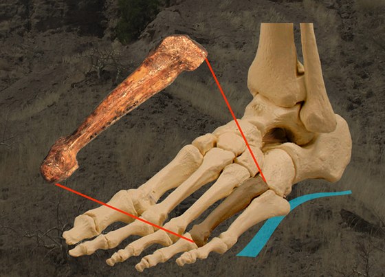 Srovnání ped pti lety objevené nártové kosti australopitéka s lidskou. Podle...