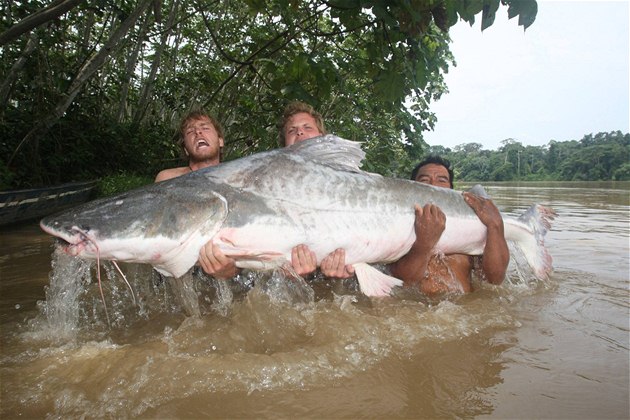 Jakub Vágner a bájná Arapaima gigas, 302 centrimetr dlouhá a 154 kilogram tká