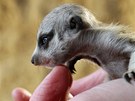 V jihlavské zoologické zahrad se narodila tyi mláata afrických surikat.