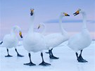 2. cena Píroda (série) - labut za úsvitu na japonském ostrov Hokkaido.