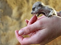 V jihlavské zoologické zahradě se narodila čtyři mláďata afrických surikat.